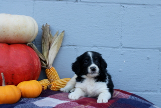 puppy, for, sale, Bernadoodle, Matthew B. Stoltzfus, dog, breeder, Gap, PA, dog-breeder, puppy-for-sale, forsale, nearby, find, puppyfind, locator, puppylocator, aca